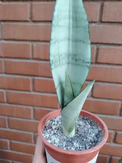 Planta Sansevieria Moonshine en maceta - miniatura 2