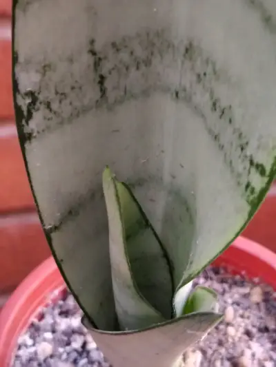 Planta Sansevieria Moonshine en maceta - miniatura 3