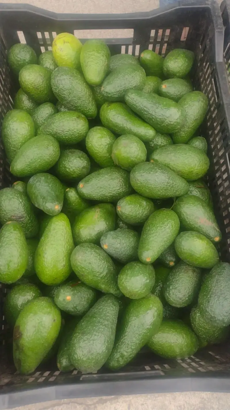 Palta AS - 1
