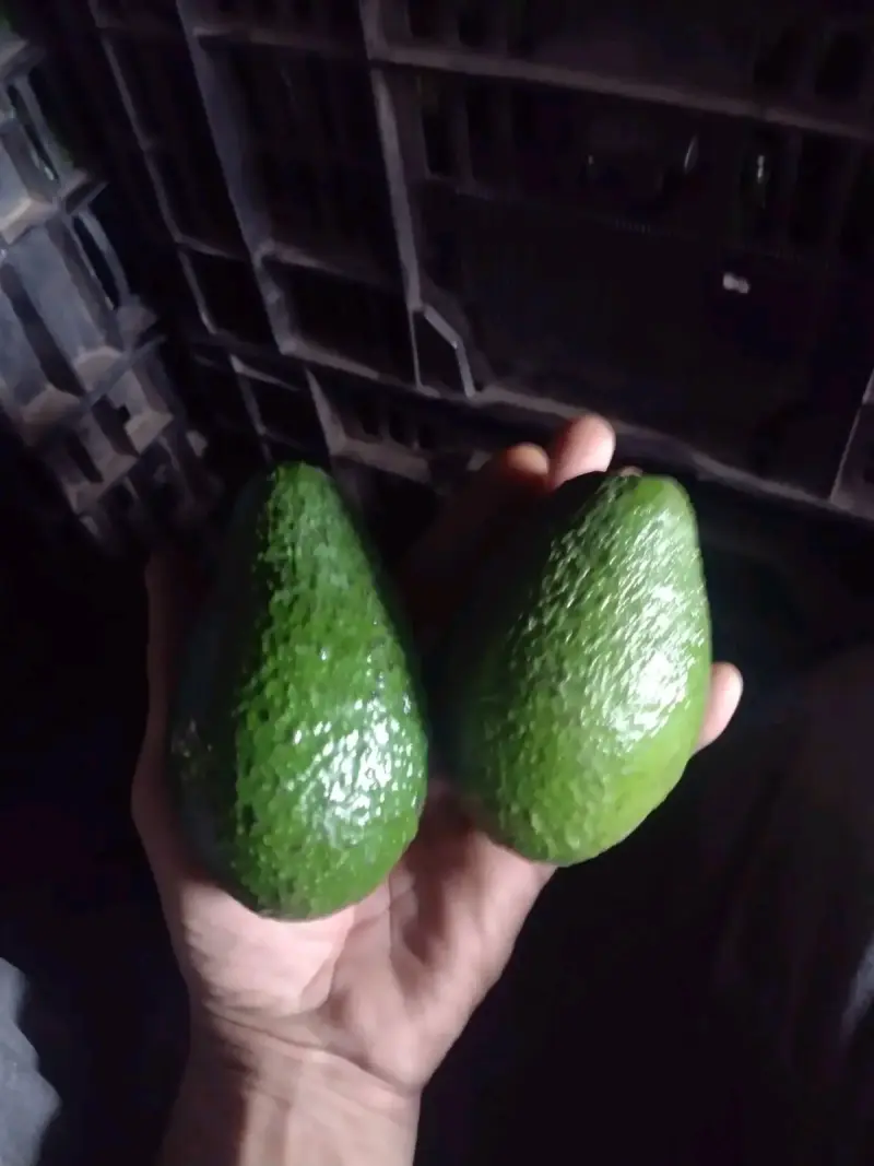 Palta AS - 3