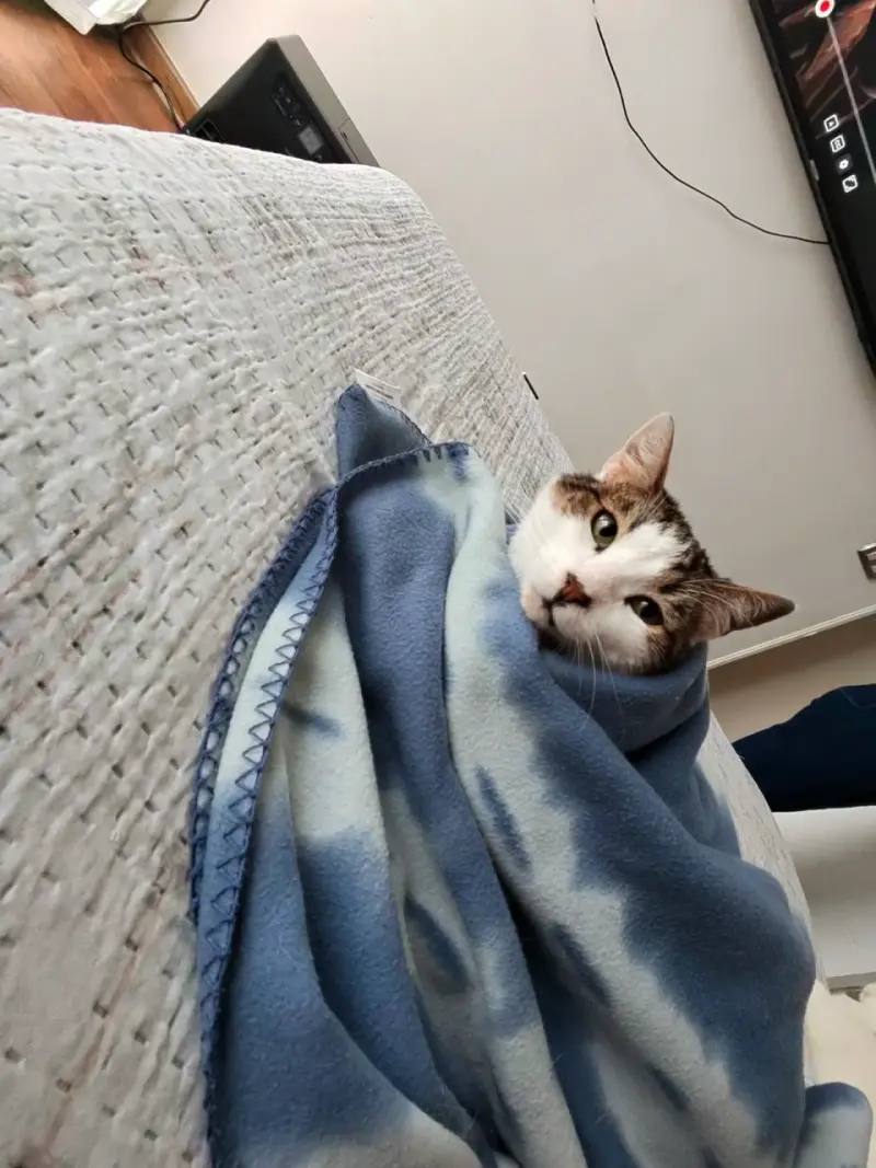 Vendo gato