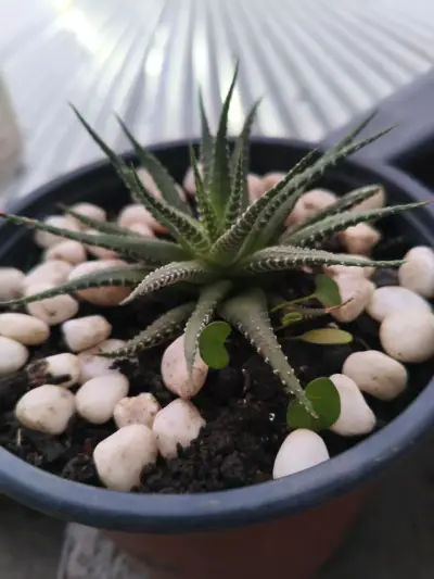 Planta suculenta, cactus y herbáceas - miniatura 1
