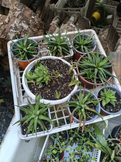 Planta suculenta, cactus y herbáceas - miniatura 2