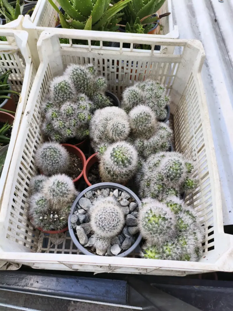 Planta suculenta, cactus y herbáceas - 3
