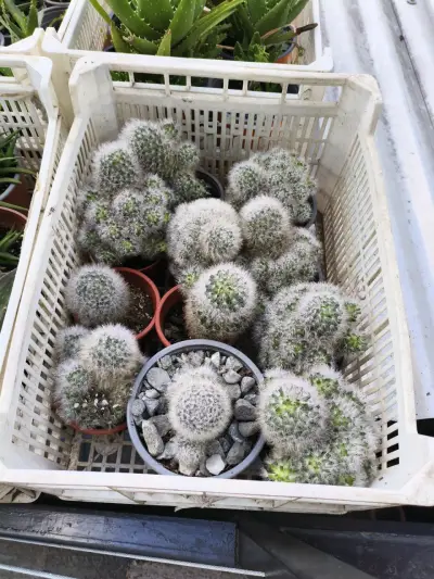 Planta suculenta, cactus y herbáceas - miniatura 3