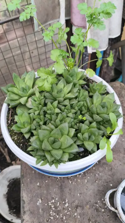 Planta suculenta, cactus y herbáceas - miniatura 4