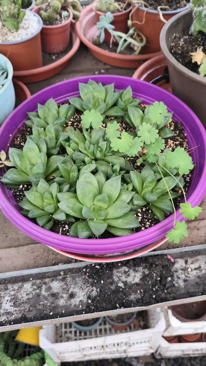 Planta suculenta, cactus y herbáceas - 5