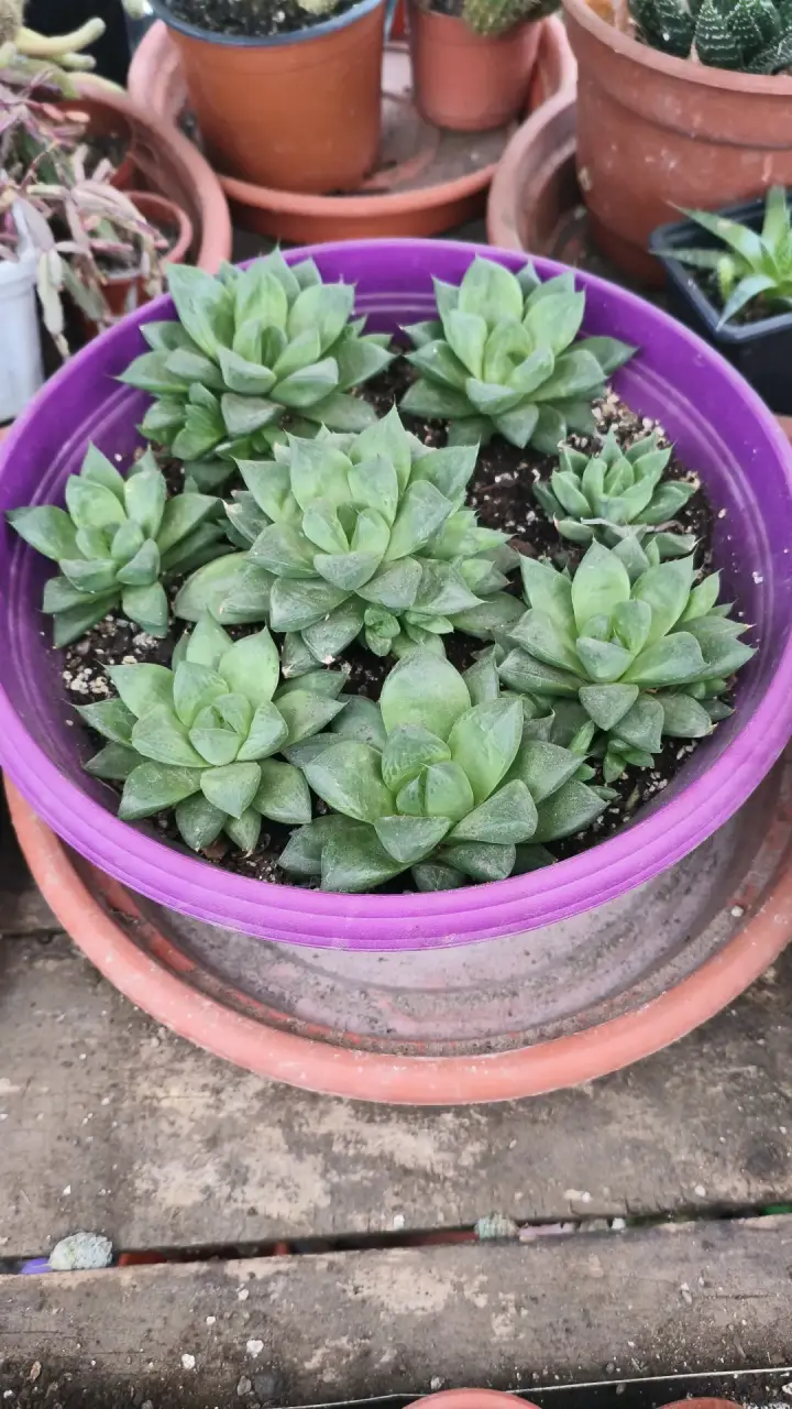 Planta suculenta, cactus y herbáceas - 6