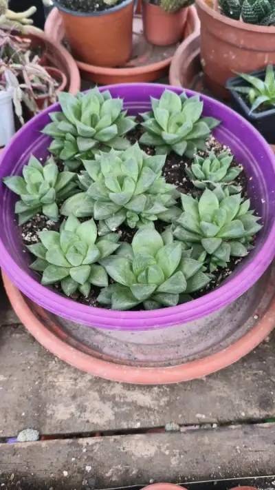 Planta suculenta, cactus y herbáceas - miniatura 6