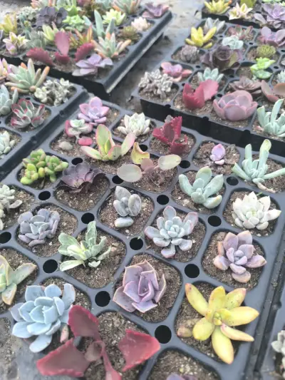 Bandeja de 25 suculentas variadas - miniatura 2
