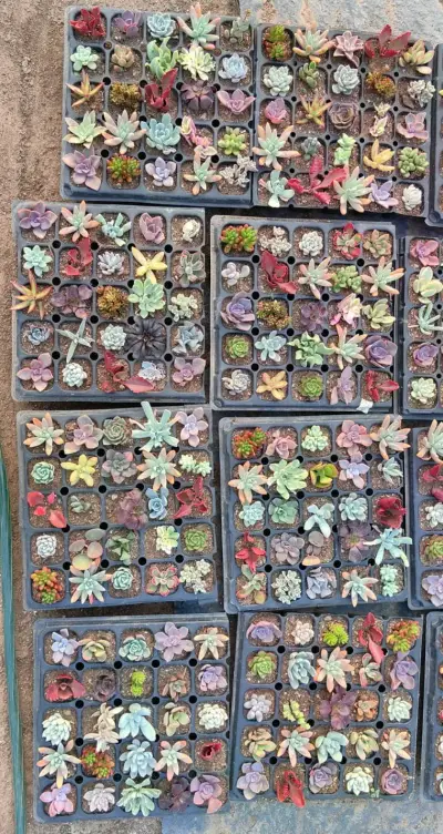 Bandeja de 25 suculentas variadas - miniatura 3