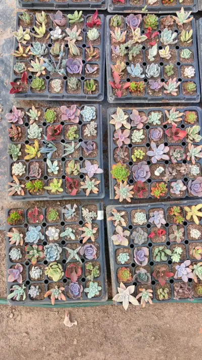 Bandeja de 25 suculentas variadas - miniatura 4