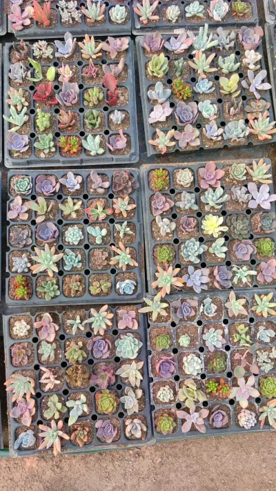 Bandeja de 25 suculentas variadas - miniatura 5
