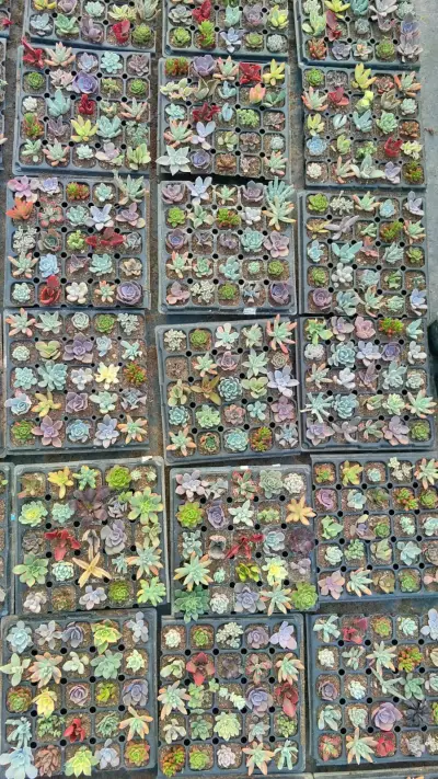Bandeja de 25 suculentas variadas - miniatura 6