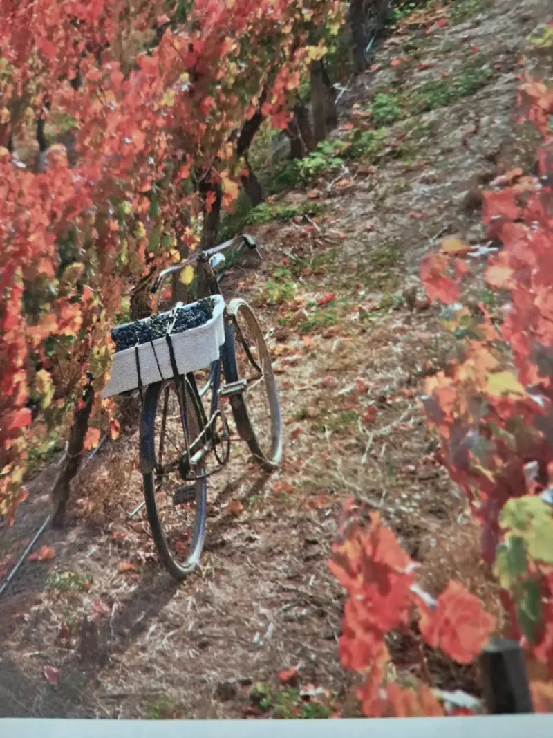 Revista La CAV Especial 30 años Carmenère - 3