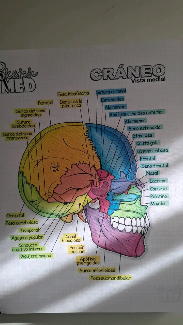 Atlas de ilustraciones médicas edición 2020 - 2