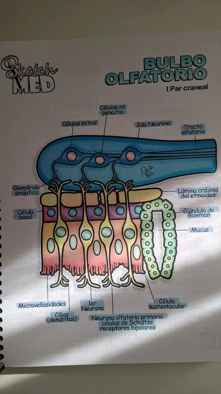 Atlas de ilustraciones médicas edición 2020 - 3