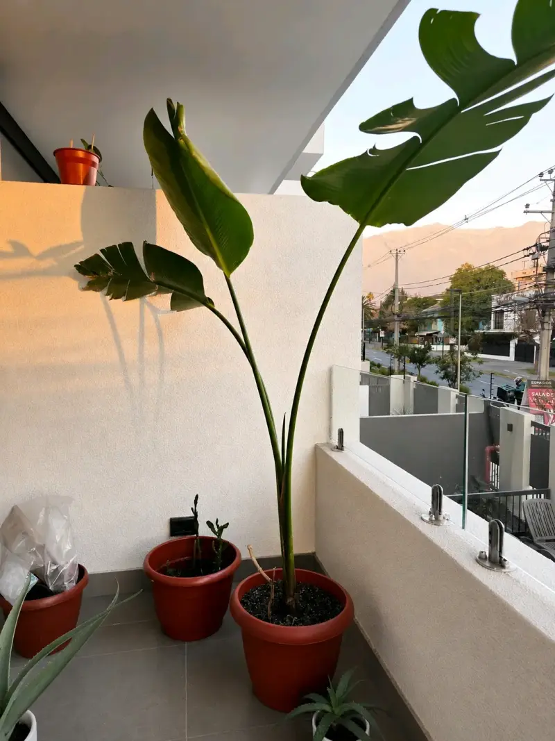 Planta Strelitzia en maceta grande