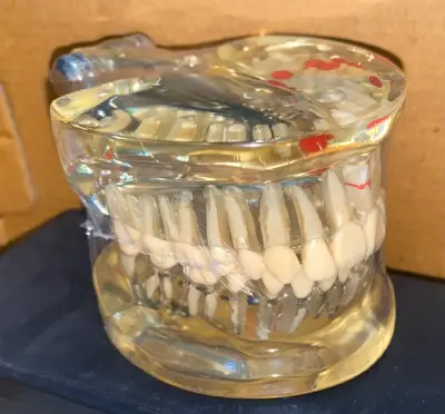 Modelo dental anatómico en resina - miniatura 1