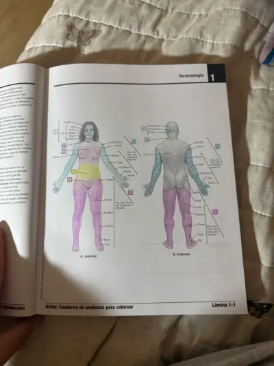 Netter Cuaderno de Anatomía para Colorear 3ra Edición - miniatura 2