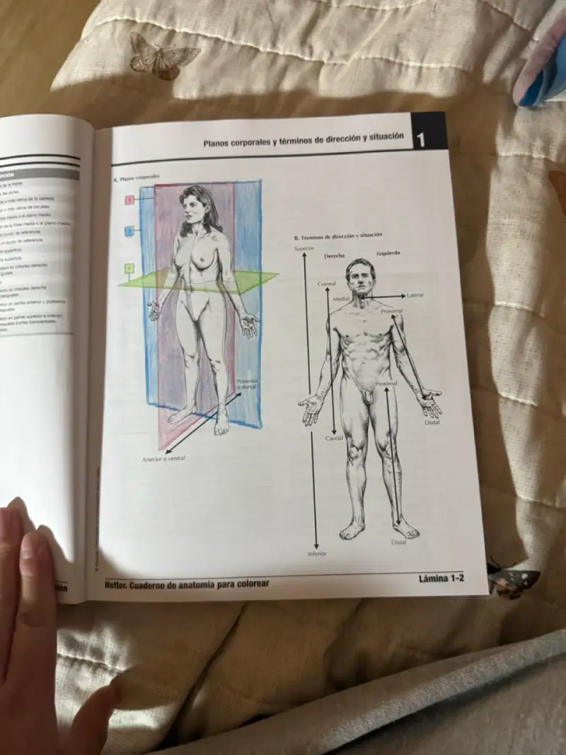 Netter Cuaderno de Anatomía para Colorear 3ra Edición - 3