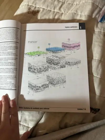 Netter Cuaderno de Anatomía para Colorear 3ra Edición - miniatura 4