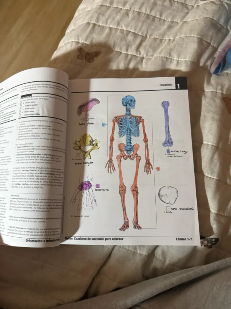 Netter Cuaderno de Anatomía para Colorear 3ra Edición - 5