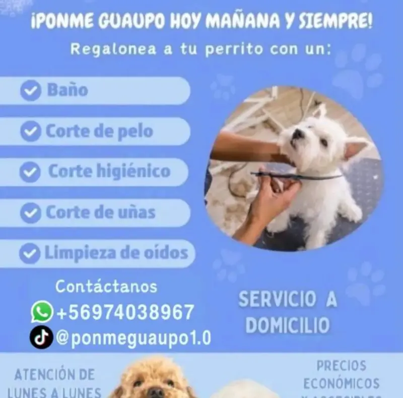 Servicio de peluquería canina a domicilio