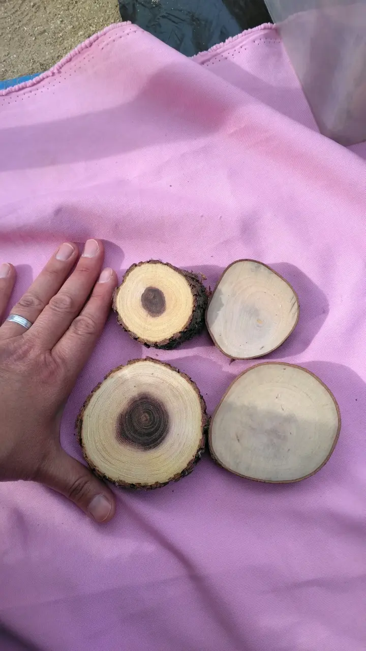 Rodajas de madera natural para manualidades - 2