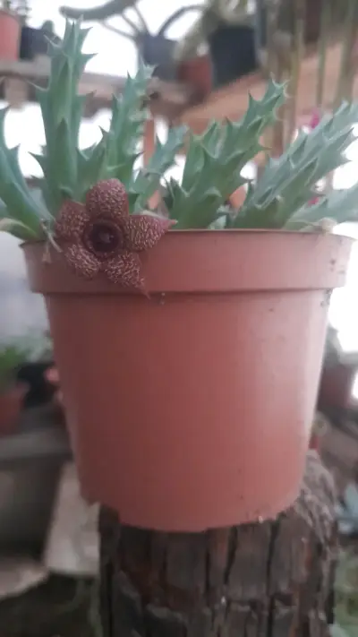 Cactus suculenta en maceta pequeña - miniatura 1