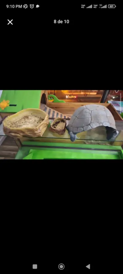 Terrario Reptil - miniatura 4