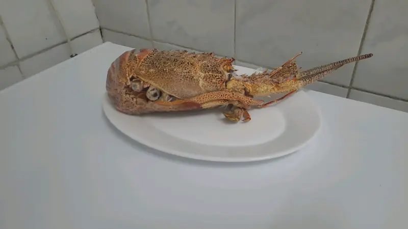 Langosta fresca para cocina gourmet