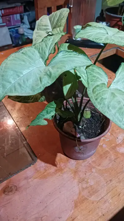 Planta Syngonium en maceta pequeña - miniatura 1