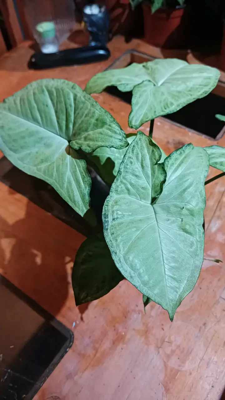 Planta Syngonium en maceta pequeña - 2