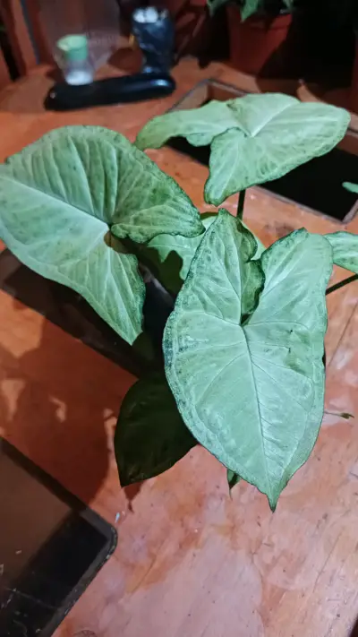 Planta Syngonium en maceta pequeña - miniatura 2