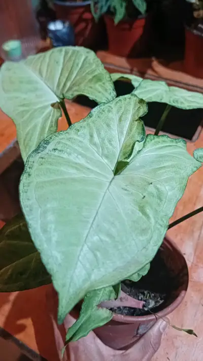 Planta Syngonium en maceta pequeña - miniatura 3