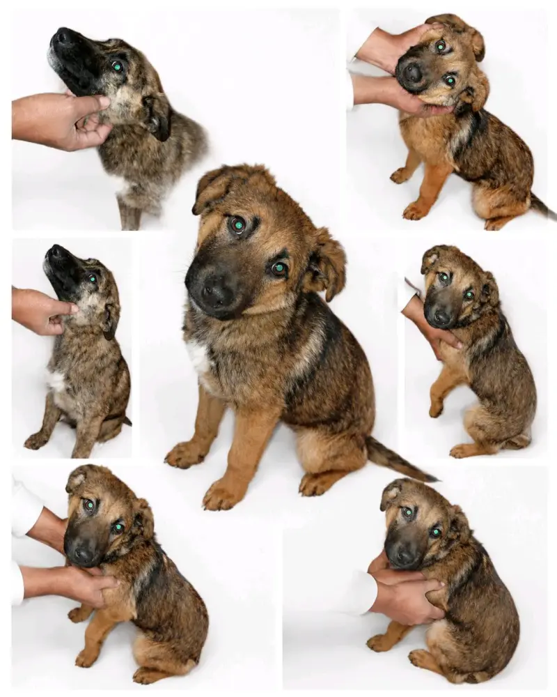 Se regala perritos