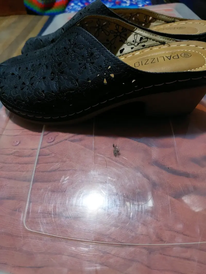 Zapatillas negras de cuero calado Palizzio - 4