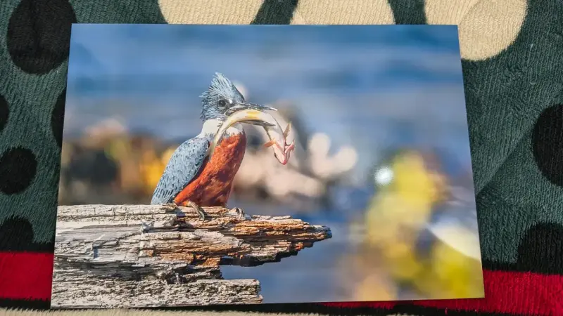 Fotografía de martín pescador en acción