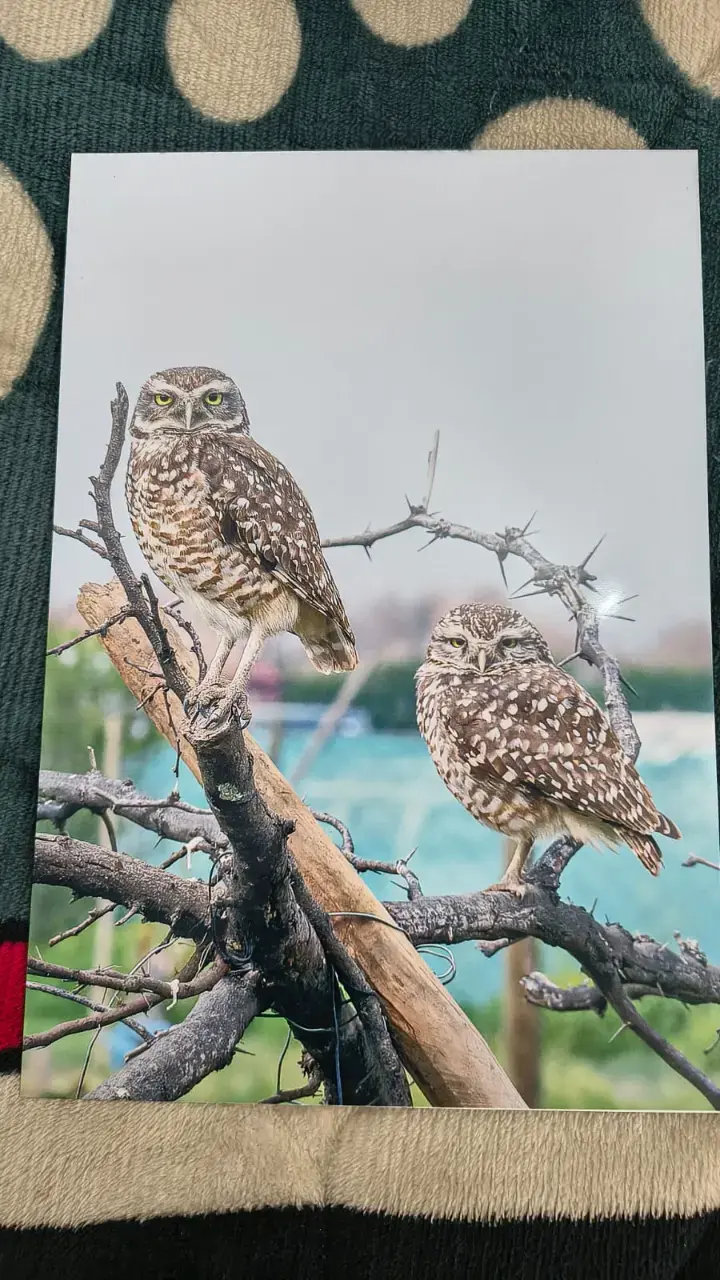 Fotografía de pequenes humedal batuco