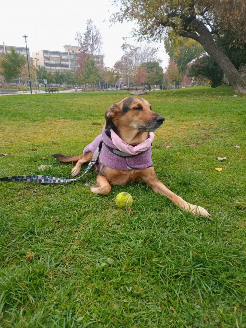 Paseo perrhijos y perrhijas - 3