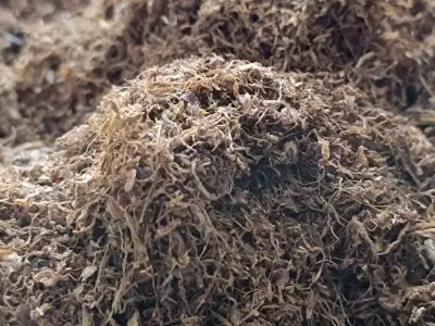 Tabaco a granel con sabores 4 mezcla - miniatura 2
