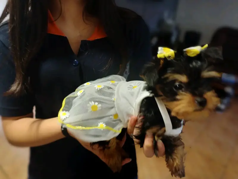 Vestido de perrita - 2