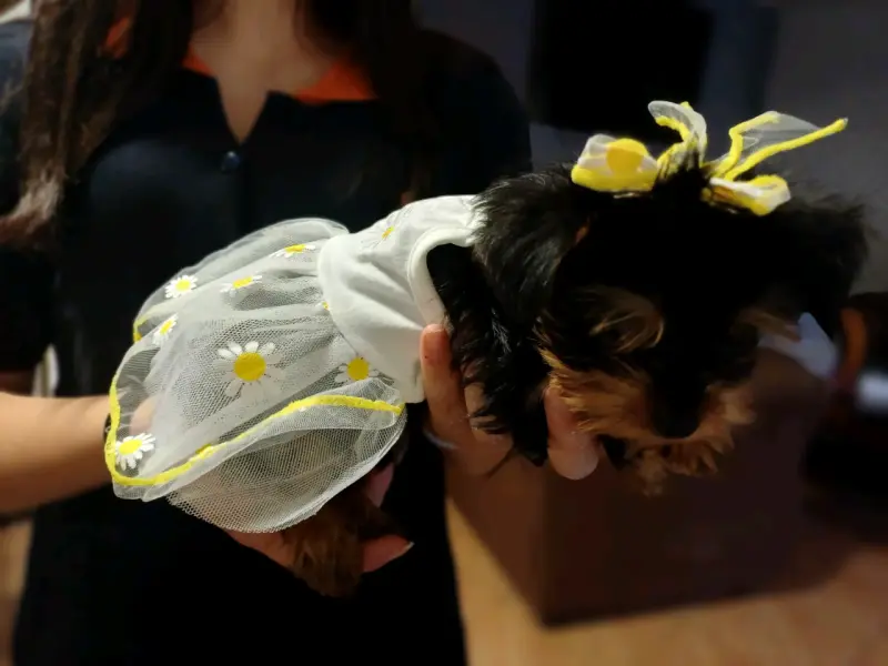 Vestido de perrita - 3