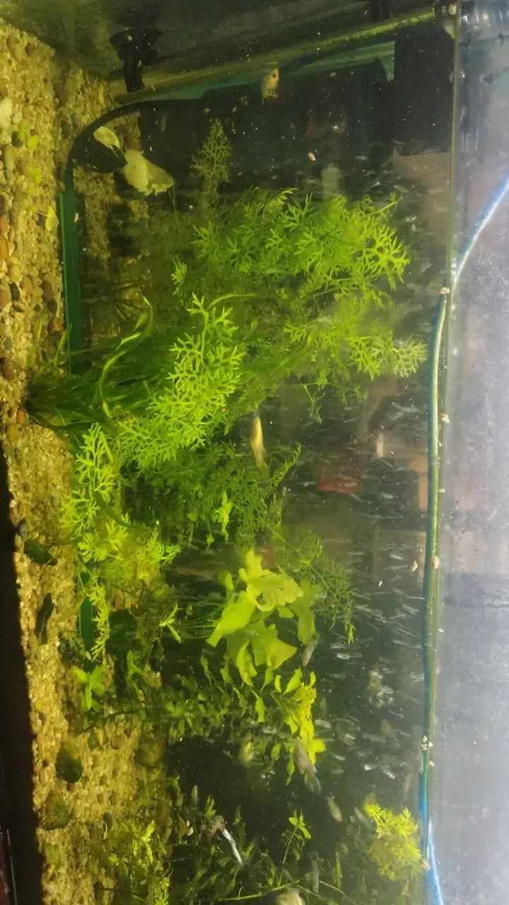 Acuario con peces y plantas acuáticas