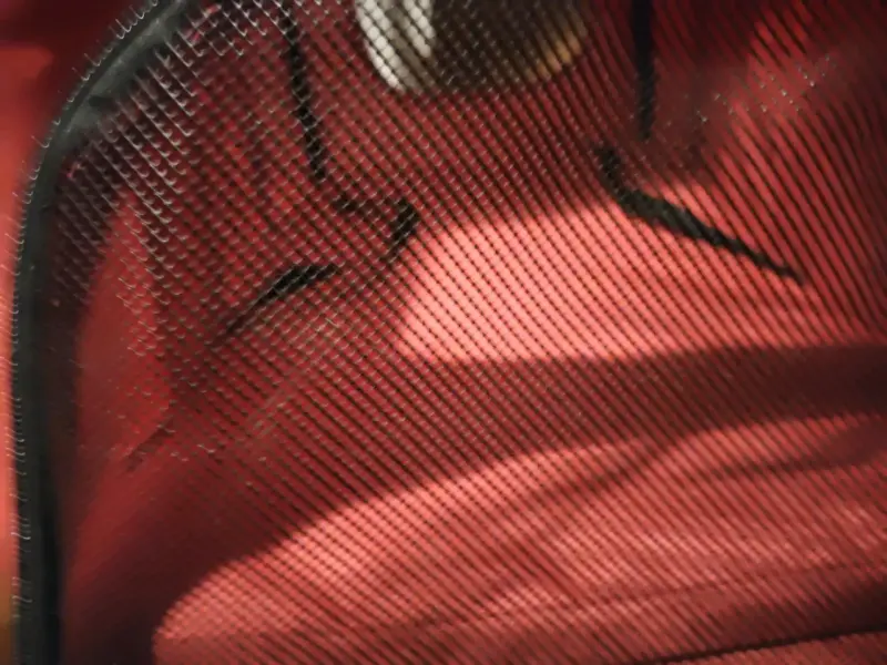 Coche para perros - 1