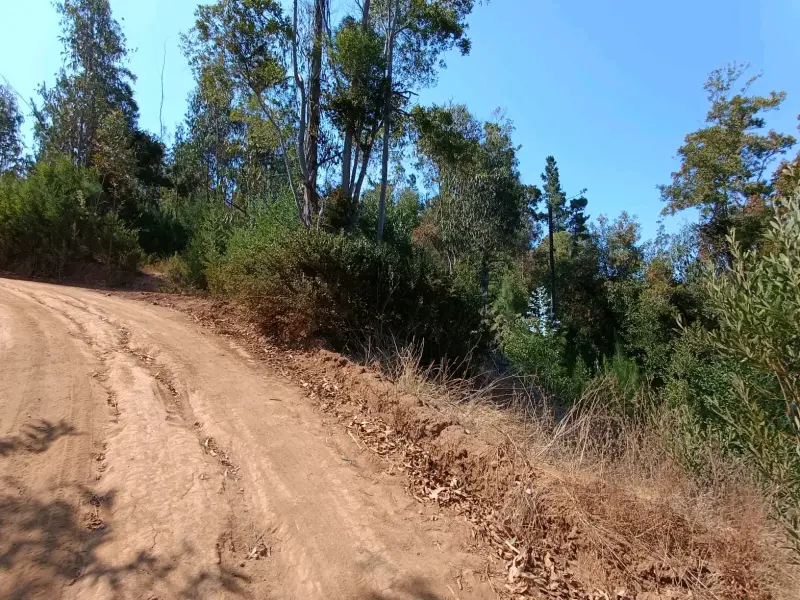 Terreno en Pichilemu 5.000 M2 - 1