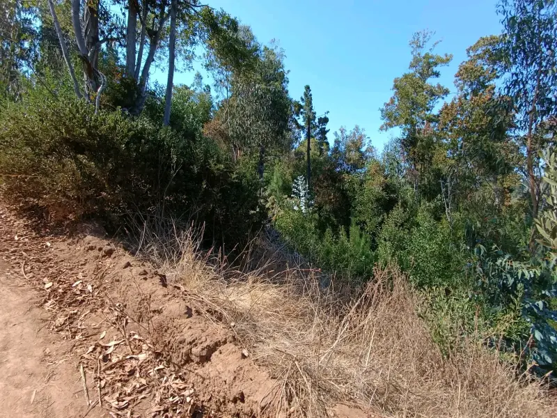 Terreno en Pichilemu 5.000 M2 - 4