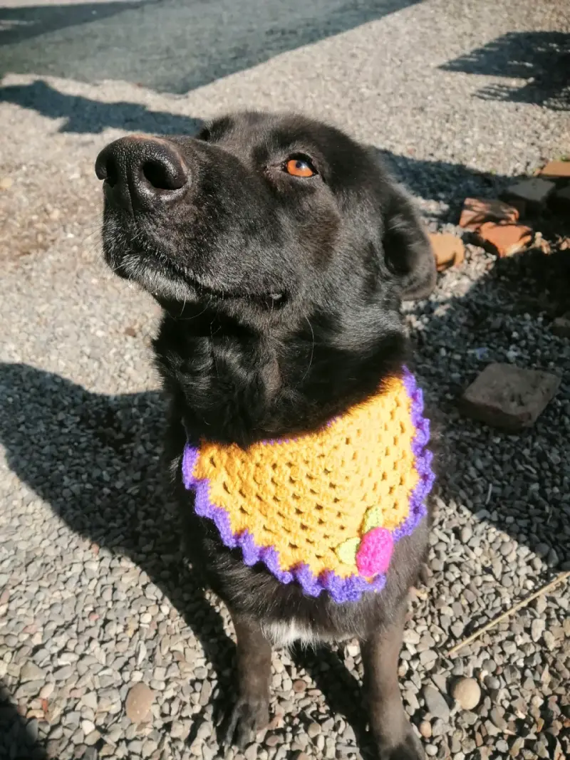 Pañoletas para perritos tejidas a mano. - 1