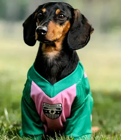 Polera para perros con protección solar UV 50+ - miniatura 4